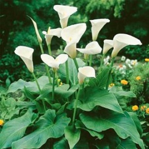 jual Tanaman Hias Calla Lily  HP 085608566034